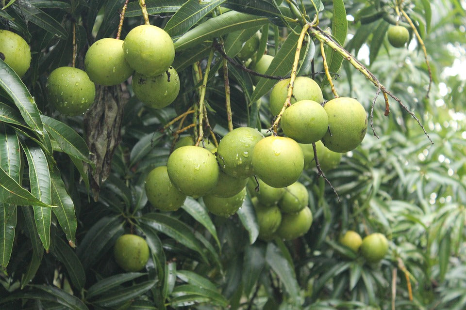 Mangifera indica -Chandrakaran (Mango)