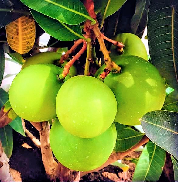 Mangifera indica -Coconut Mango (Mango)