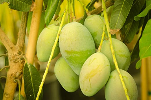 Mangifera indica- Himapasanth (Mango)