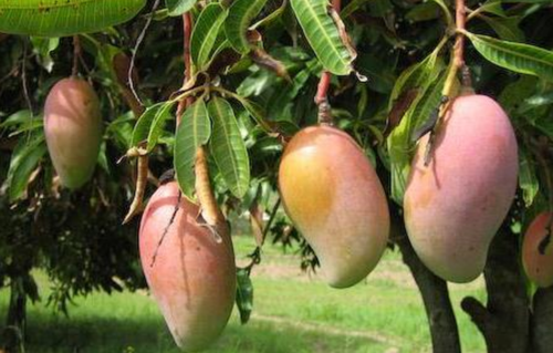 Mangifera indica -Himasagar (Mango)