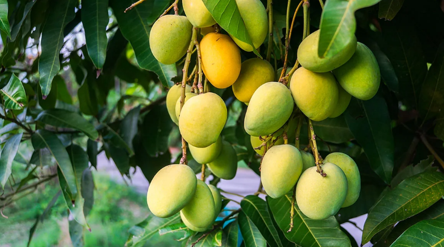 Mangifera indica -Kesar (Mango) – FTLON