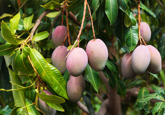 Mangifera indica - Kolambu (Mango)