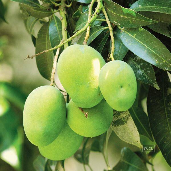 Mangifera indica -Langara (Mango)