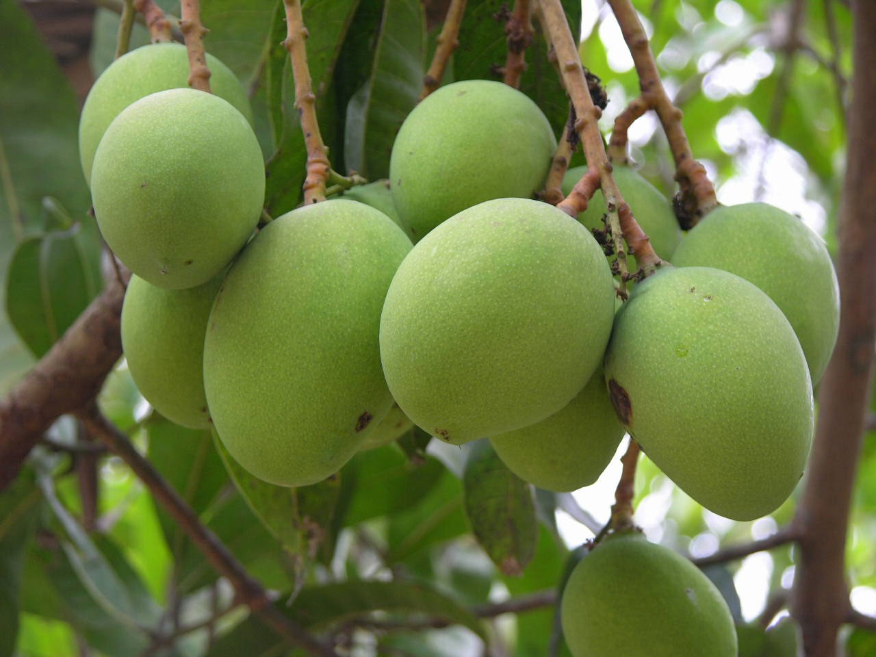 Mangifera indica -Malgova (Mango)