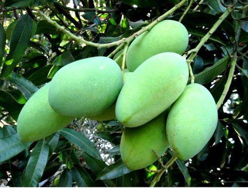 Mangifera indica -Mallika (Mango)