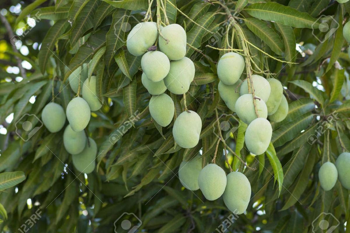 Mangifera indica - Moovandan (Mango)