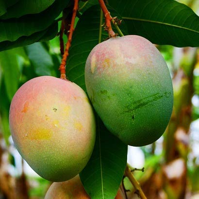 Mangifera indica -Neelam (Mango)