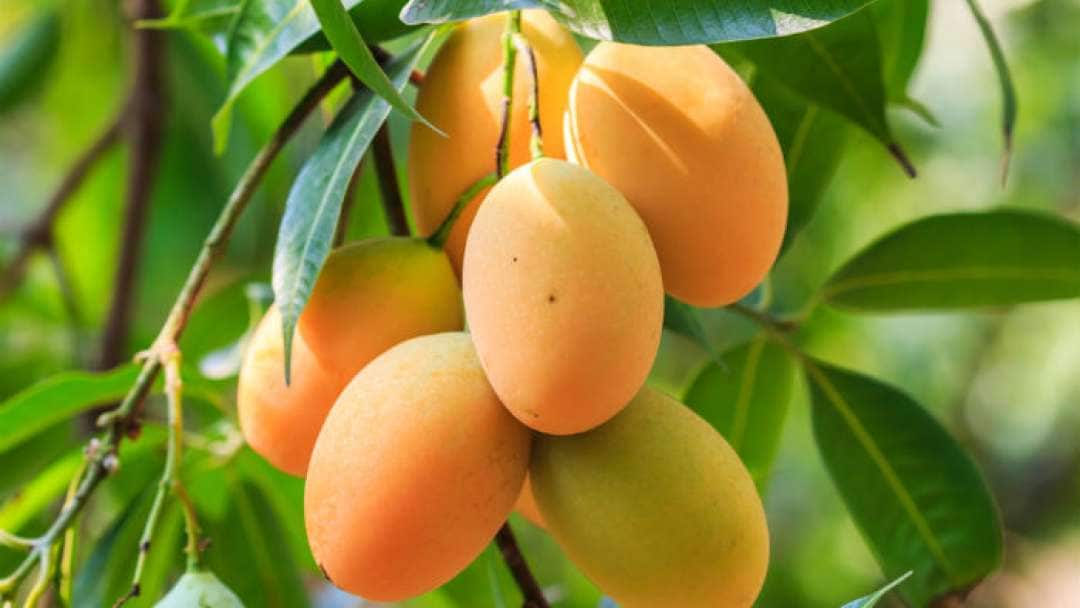 Mangifera indica - Priyur (Mango)