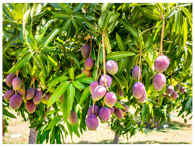 Mangifera indica - Red Mango (Mango)
