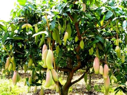 Mangifera indica -Thailand mango (AII season) (Mango)