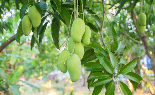Mangifera indica -Thottapuri (Mango)
