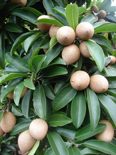 Manilkara zapota -Banana (Sapotta)