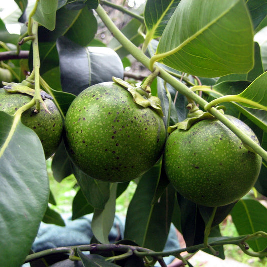 Manilkara zapota -Black (Sapotta)