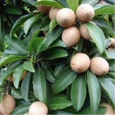 Manilkara zapota-Graft (Sapotta)