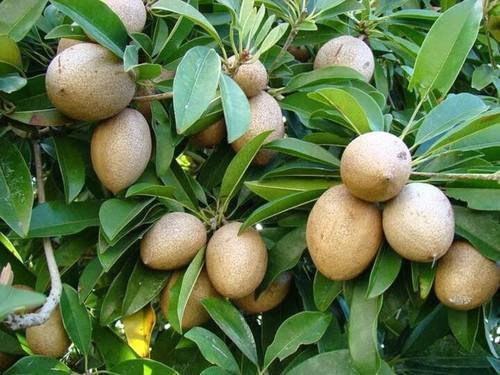 Manilkara zapota -Kalapathi (Sapotta)