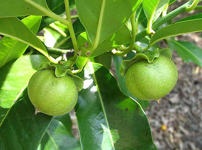 Manilkara zapota - White (Sapotta)