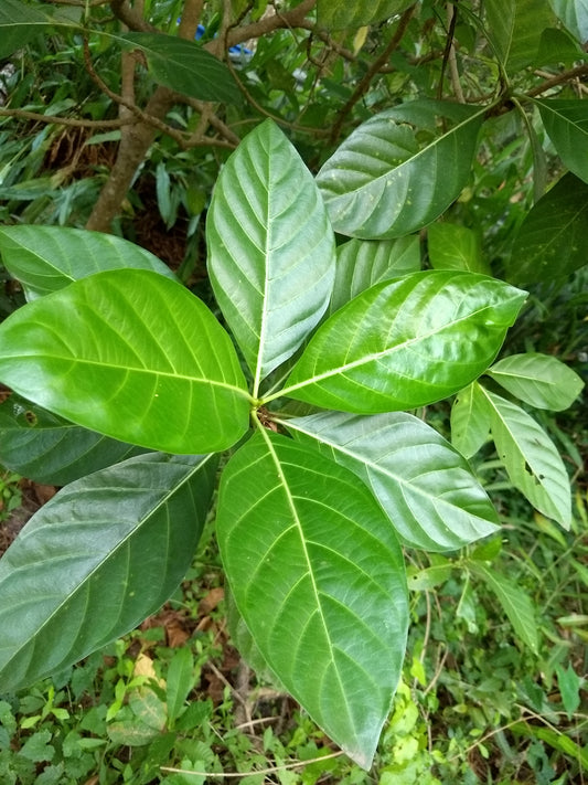 Marinda citriphola - oni (for diabetic and body pain) (Indian mulberry, Hippunerale (for diabetic and body pain))