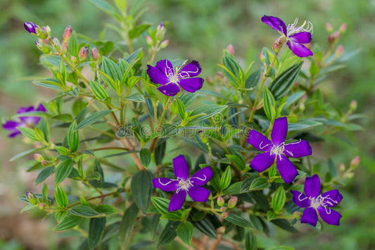 Melastoma Candidum (Melastoma Candidum)