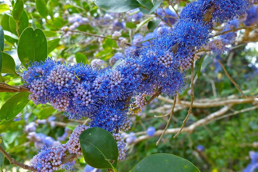 Memecylon umbellatum -Kayambu (Ironwood, Olleyakudi)