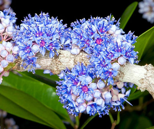 Memecylon umbellatum -Kayambu (Ironwood, Olleyakudi)