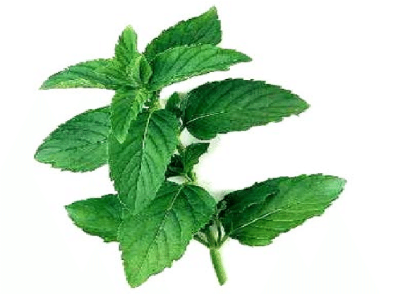Mentha spicata -  (Mint thulasi, Spear mint, Bettada Pudina (for cold))