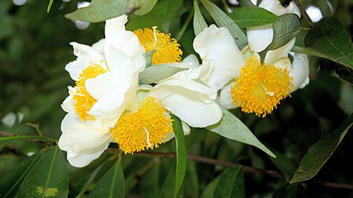 Mesua nagassarium  (Ceylon ironwood, Nagkesar)