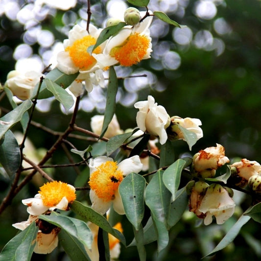 Mesua nagassarium  (Ceylon ironwood, Nagkesar)