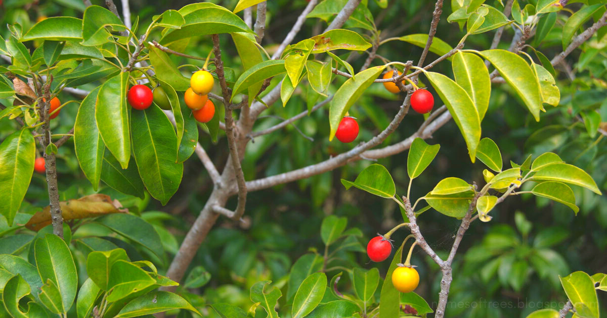 Mimusops elengi - llanji (Spanish cherry, Ranja)