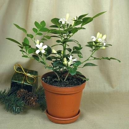 Murraya exotica (Orange Jasmine)