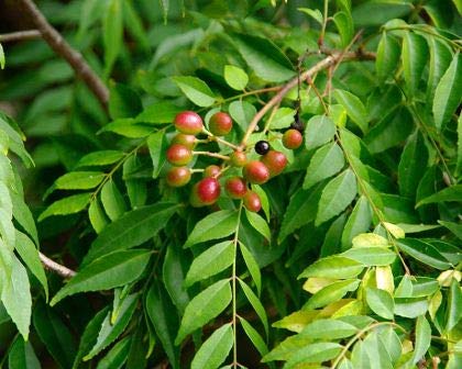 Murraya koenigi - Kariveppu (Curry leaf Tree, Karibevu)