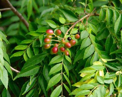 Murraya koenigi  (Curry tree, Karibevu)