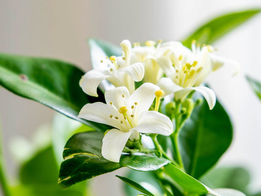 Murrya Paniculata (Orange Jasmine)