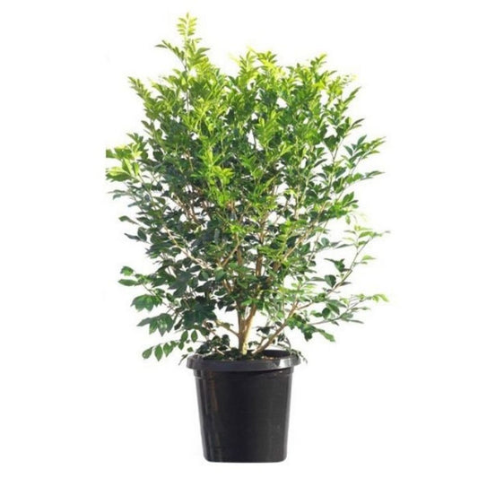 Murrya Paniculata (Orange Jasmine)