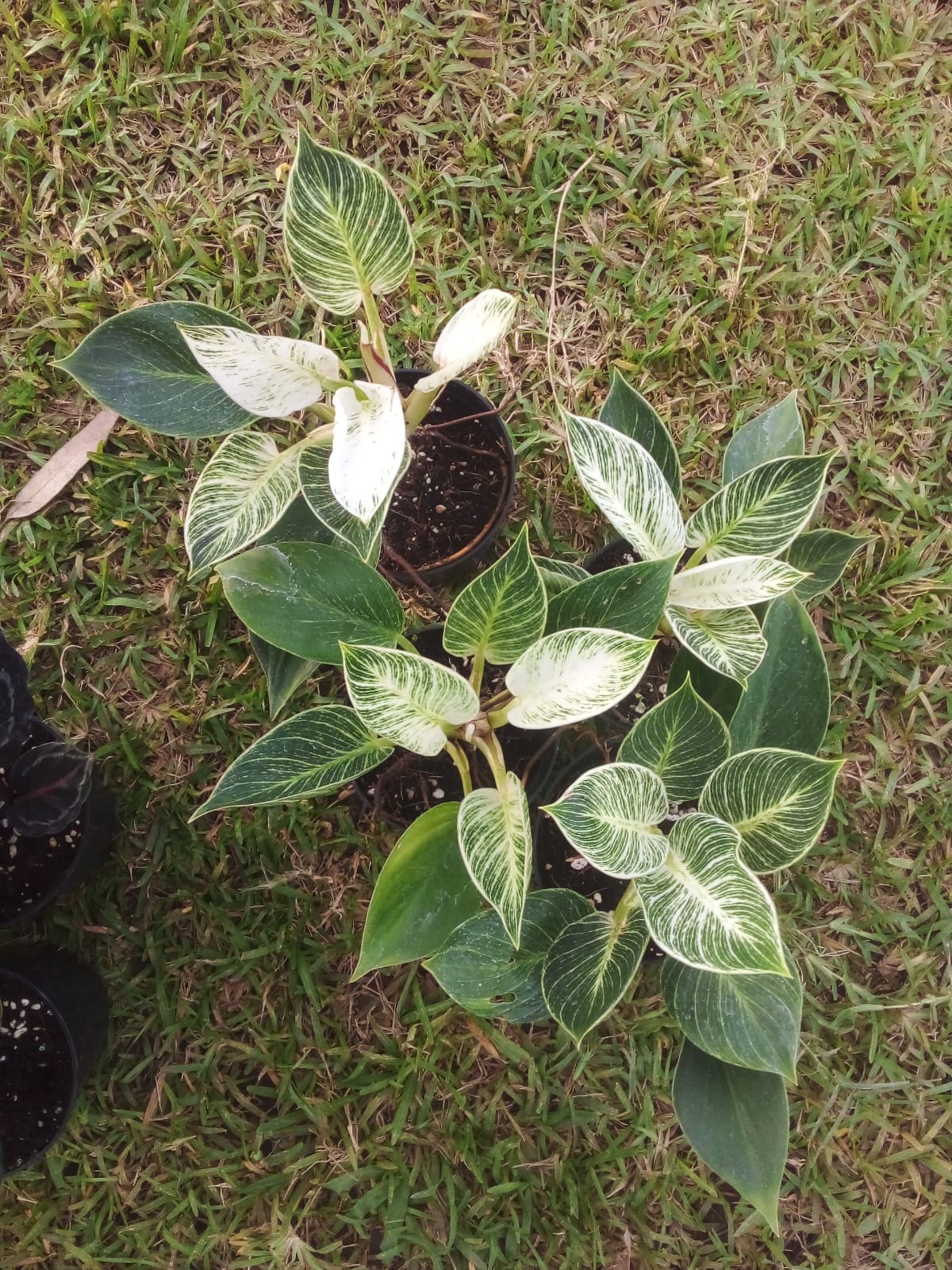 Philodendron birkin