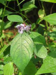 Nilgirianthus ciliatus - Karimkurinji (Lesser kurinji)