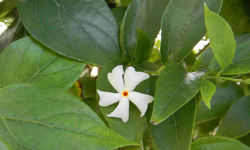 Nyctanthes arbor-Tristi - Parijatham (Night flowering Jasmine, Parijatha)