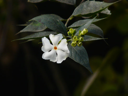 Nyctanthes arbor-Tristi - Parijatham (Night flowering Jasmine, Parijatha)
