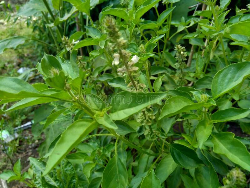 Ocimum basilicum citriodorum (Lemon Tulasi)