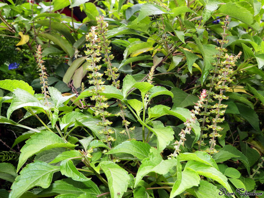 Ocimum grattisimum  (African basil,Clove basil)