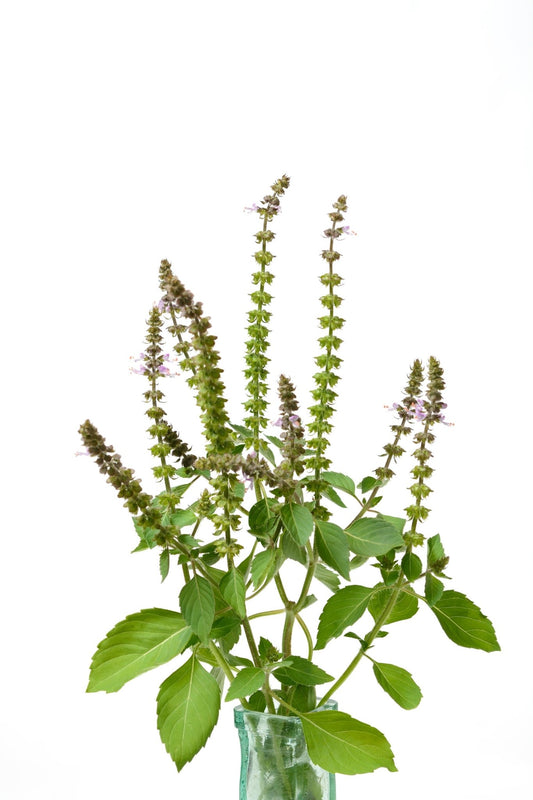 Ocimum grattisimum  (African basil,Clove basil)