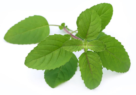 Ocimum kilimandscharicum - Karppura Tulasi (Karppura Tulasi)