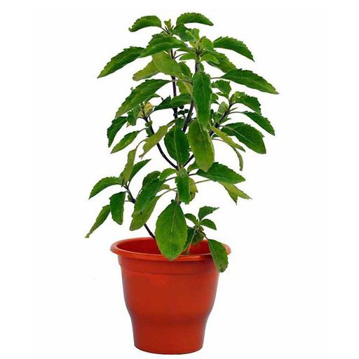 Ocimum kilimandscharicum - Karppura Tulasi (Karppura Tulasi)