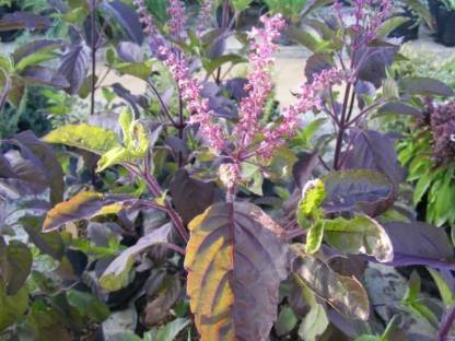 Ocimum sanctum - krishnaTulsi (krishnaTulsi)