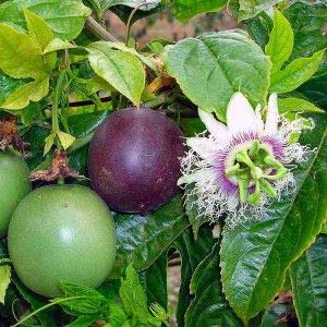 Passiflora edulis (violet) (Passion Fruit(Violet), Juice Hannu)