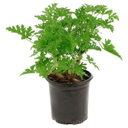 Pelargonium Graveolens (Panner Leaf)