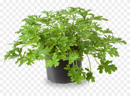 Pelargonium Graveolens (Panner Leaf)