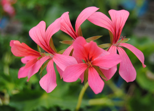 Pelargonium peltatum (Geranium Ivy)