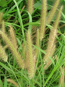 Pennisetum setaceum (Fountain Grass Green)