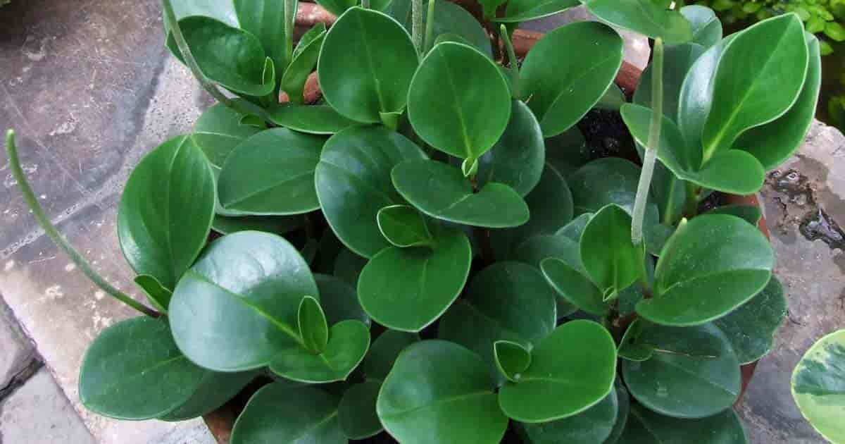 Peperomia Green (Baby Rubber Plant)