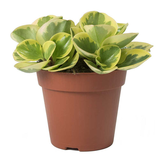 Peperomia Varigated (Baby Rubber Plant)